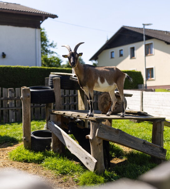 Außenansicht der Wohngemeinschaft. Eine Ziege steht auf einem Holzgestell.