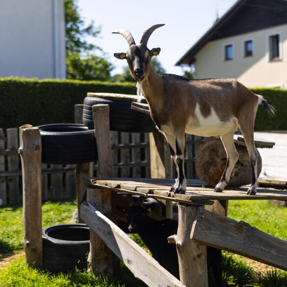 Bild einer Ziege auf einer Erhöhung aus Holz.