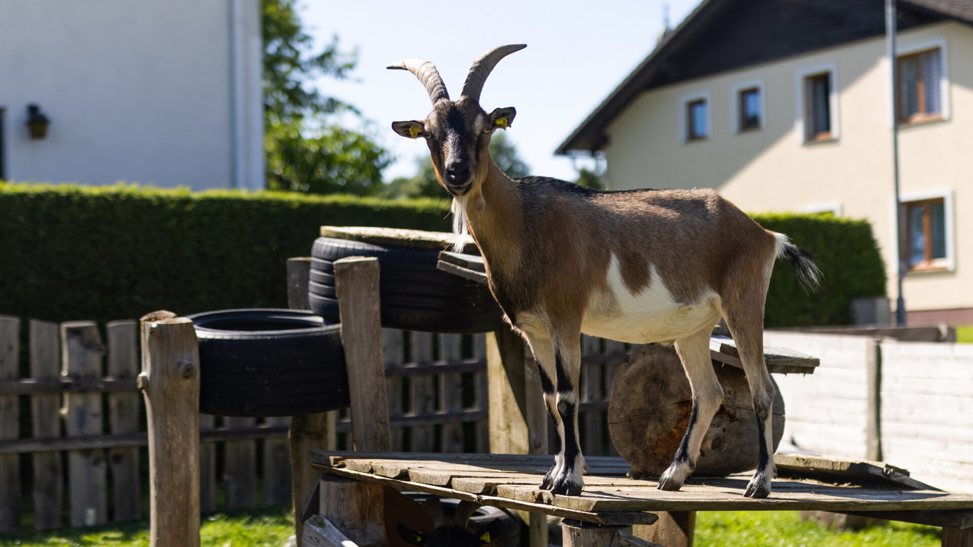 Tiergestützte Pädagogik